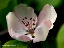 Image result for Cydonia