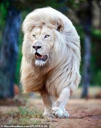 Check spelling or type a new query. Lion Clearly Takes Pride In His Locks As He Shows Off Beautiful Hair Daily Mail Online