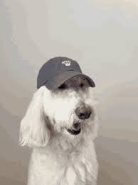 Dog Hat Gifs Tenor