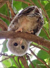 Baby Wood Owl Masoka Zimbabwe Beautiful Birds Baby Owls Owl Photos