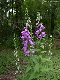 Campanula Rapunculoides Creeping Bellflower Minnesota Wildflowers Blue Bell Flowers Bellflower Wild Flowers