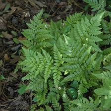 Image result for Rumohra