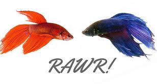 Why Do Betta Fish Fight Bettafish Org