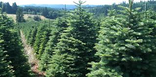 Traditionally, the tree in the blue room is the official white house christmas tree. Buckelew Farm Christmas Trees Fresh Trees From Oregon