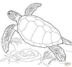 Cut out one of each type of shape (head, tail, shell, two front legs, and two back legs), remembering where each letter was. Sea Turtle Coloring Pages For Adults