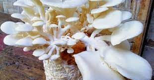Jenis jamur yang memiliki nilai ekonomi masih sedikit, tetapi potensi jamur di bidang pertanian, industri, lingkungan, bahan makanan dan bahan obat sangat tinggi. Jamur Tiram Kajianpustaka Com