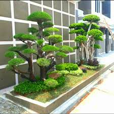 We did not find results for: Taman Bonsai Cemara Udang Dan Bonsai Beringin Korea Shopee Indonesia