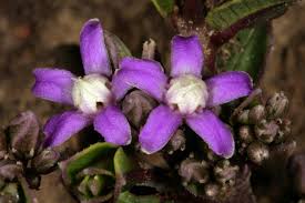 Image result for Raphionacme hirsuta