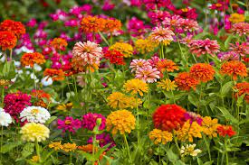 Check spelling or type a new query. A Guide To The Different Types Of Zinnias Gardener S Path