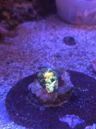 Gsc is la's premiere coral shop! Tck Powerball Bounce Mushroom Growth Reef2reef Saltwater And Reef Aquarium Forum