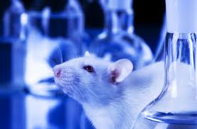 The History of the Lab Rat | Discover ...