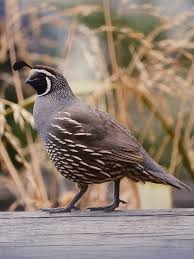 Image result for Tolpis capensis