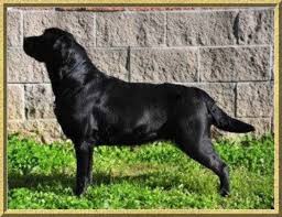 Check spelling or type a new query. Breeder Akc Black Chocolate Yellow English Labs In North Carolina English Labs Yellow English Lab Akc