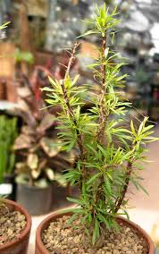 Image result for Fouquieria