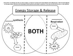 cellular respiration and photosynthesis venn diagram