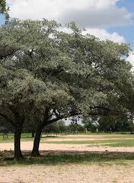 Image result for Terminalia sericea