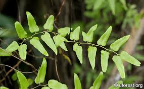 Image result for Lygodium microphyllum