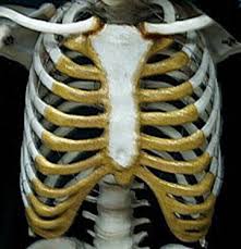 The rib cage protects the organs in the thoracic cavity, assists in respiration, and provides support for the upper extremities. Ribcage Expansion Fact Or Fiction T Nation