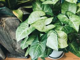 クワズイモ アロカシア の育て方 植え替えや株分け 挿し木の方法は Horti ホルティ By Greensnap