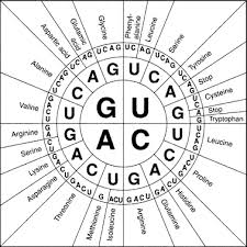 Codon Chart Practice Problems Mrna To Amino Acid Chart Amino