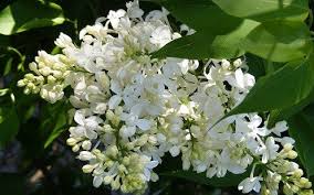 Maybe you would like to learn more about one of these? Midwest Gardening Best Fragrant Flowering Shrubs