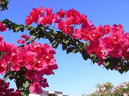 Bouganvillea Planting Flowers Colorful Plants Bougainvillea