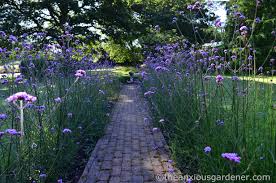 Maybe you would like to learn more about one of these? Verbena Bonariensis Beds The Anxious Gardener