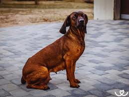 Image result for bavorský barvář