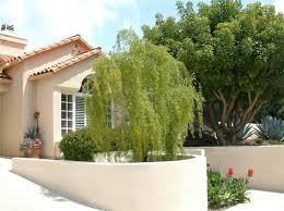 Image result for Maytenus