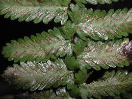 Image result for Aspleniaceae