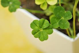 Image result for four leaf clover