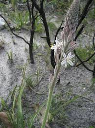 Image result for Trachyandra burkei