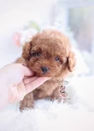 We love to take fun pictures of our standard poodle… Red Toy Poodle Puppies Florida Teacup Puppies Boutique