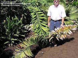 Image result for Disa robusta