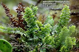 Image result for Adenocarpus mannii