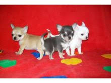 Furthermore, practically all apple head chihuahua puppies are born with a soft spot called molera. Woodstock Chihuahua Puppies Dogs Puppies For Sale Classifieds At Eclassifieds 4u