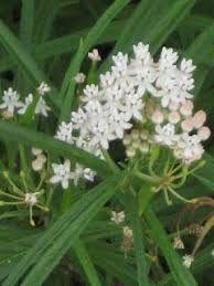 Milkweed Fall Plant Sale Check List Fall Plants Plant Sale Plants