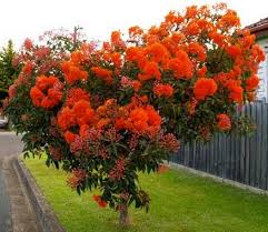 Image result for Eucalyptus ficifolia