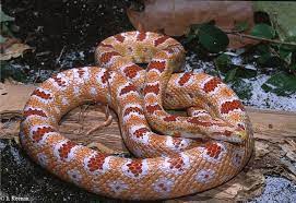 Nature And More Corn Snake Okeetee Corn Snake Pet Snake