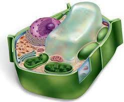 Vacuole Model Bing Images Plant Cell Plant Cell Structure Cells Project