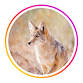 Teacher Appreciation Night at the Arizona-Sonora Desert Museum -