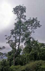 Image result for Entandrophragma