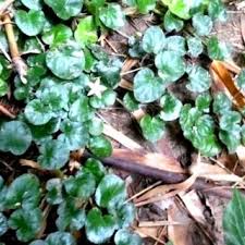 Image result for Geophila repens