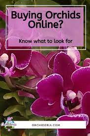 Tips Secrets Of Buying Orchids Online Buy Orchids Orchid Nursery Orchids