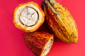 Cacau: o que ninguém te conta sobre o fruto do chocolate
