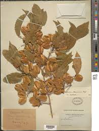 Image result for Combretum schumannii