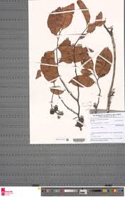 Image result for Staudtia