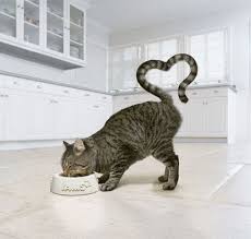 Heart to tail cat litter mat and scoop set only $3.99. Cat Food Ad Lindsaysmithtcu