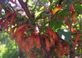 Image result for Halleria lucida