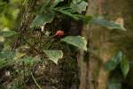 Image result for Culcasia falcifolia